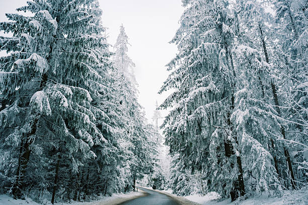 A scenic winter road winding through a dense forest covered in freshly fallen snow. The tall evergreen trees are heavily laden with snow, creating a magical and serene winter landscape.