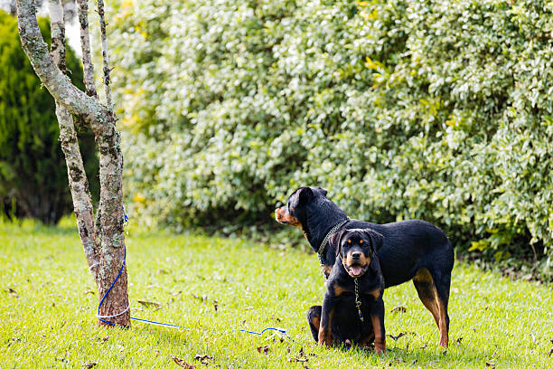 istock Dogs playing outside tied on the tree 2208331524