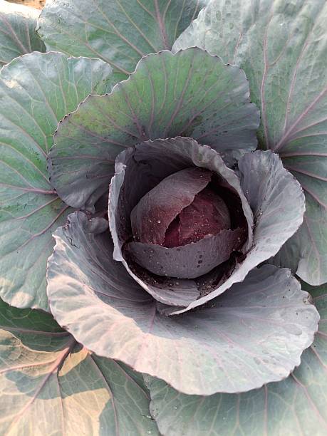 close-up of colourful cabbage, brassica oleracea leaves