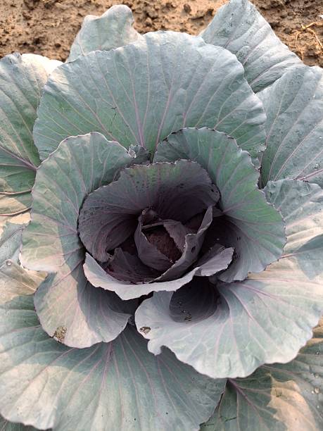 istock close-up of colourful cabbage, brassica oleracea 2208331820