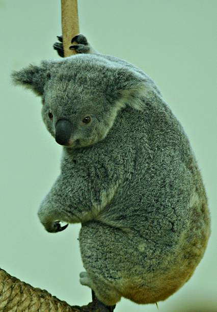 A cute baby koala bear cub on a eucalyptus tree branch with grey fur on a white background
