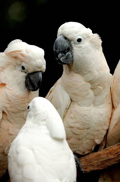 White and yellow sulphur crested cockatoo perched on a branch