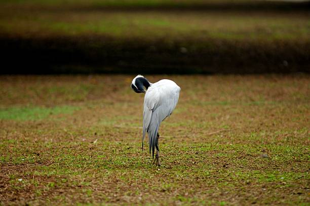 Great blue heron and grey crowned crane standing in the grass