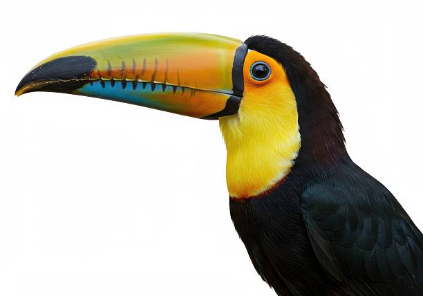 The toucan is a giant,beautiful bird found mainly in the rainforests of South America, The bright colors and surprisingly large beaks make it highly prized for viewing.