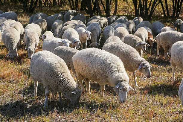istock Sheep herds on the autumn and winter grasslands 2208333616