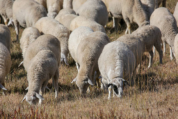 Sheep herds on the autumn and winter grasslands