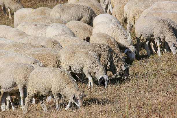 Sheep herds on the autumn and winter grasslands