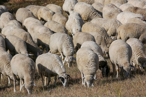 Sheep herds on the autumn and winter grasslands