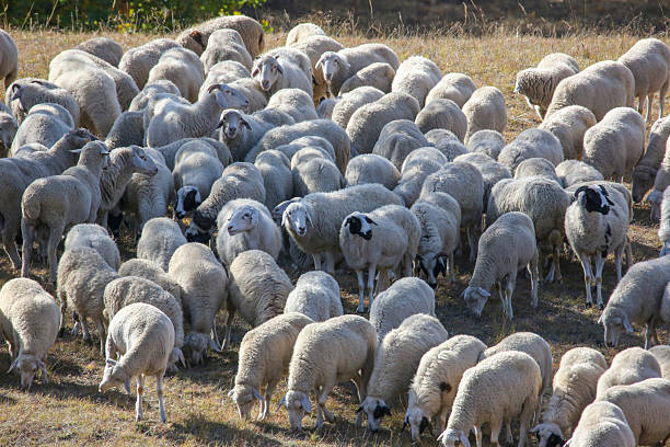 Free range sheep herds on autumn and winter grasslands