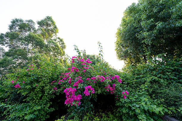 The blooming Bougainvillea on the roadside