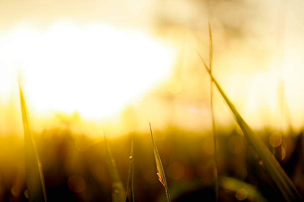 istock Sunrise over an out-of-focus meadow 2208336158