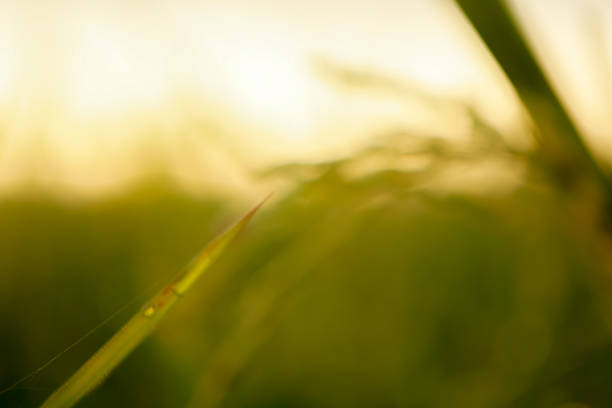 istock Sunrise over an out-of-focus meadow 2208336495