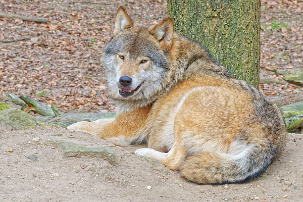 Forest animal sanctuary. The Eurasian wolf is a typical predator. A strong and beautiful animal. It lies by a tree and watches the surroundings in its natural habitat.