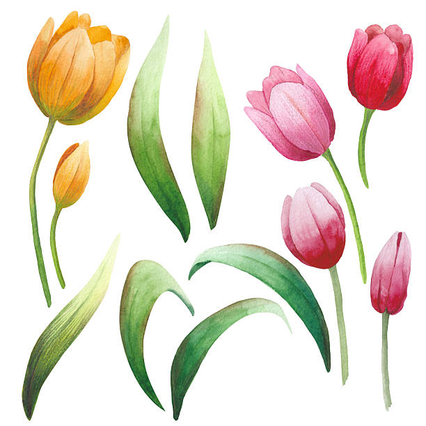 Spring flowers. Red, yellow tulips on a white background. Floral set. Watercolor illustration. Watercolor collection of tulips.