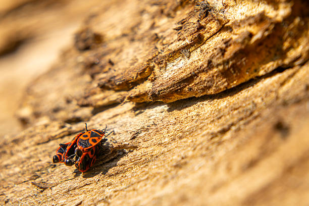 Wingless blacksmith, two-spotted blacksmith (Pyrrhocoris apterus). A group of small red bugs sitting on a rotten piece of wood.