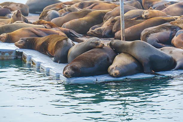 istock Sea Lions Resting on a Dock in Oceanside California 2208339596