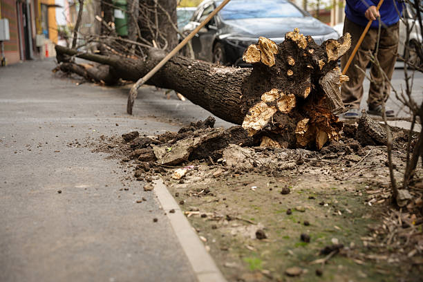 istock Torn tree felt on a sidewalk after heavy wind storm in the city 2208339695
