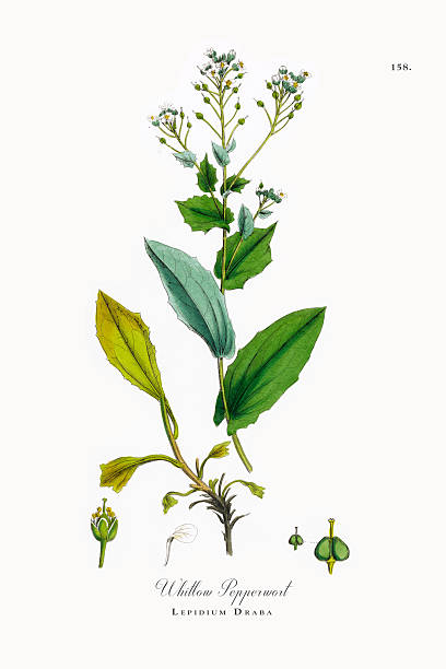 istock Beautifully Restored, Antique Engraved and Hand-Colored Victorian Botanical Illustration, 1863 2208341871