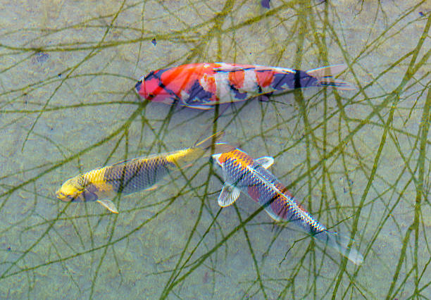 istock Colorful koi fish swimming beneath tree reflections in clear water 2208341957