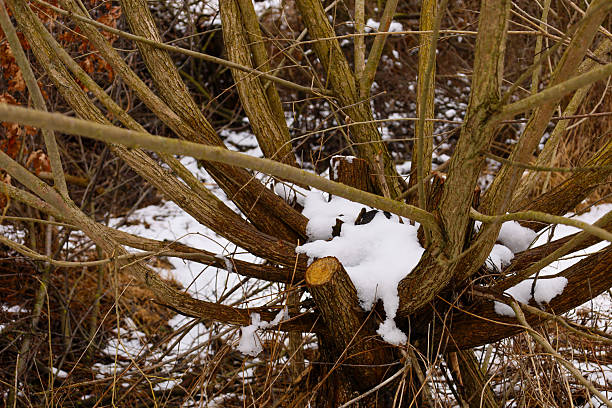 Pussy Willow. Copy space. Spring storytelling.