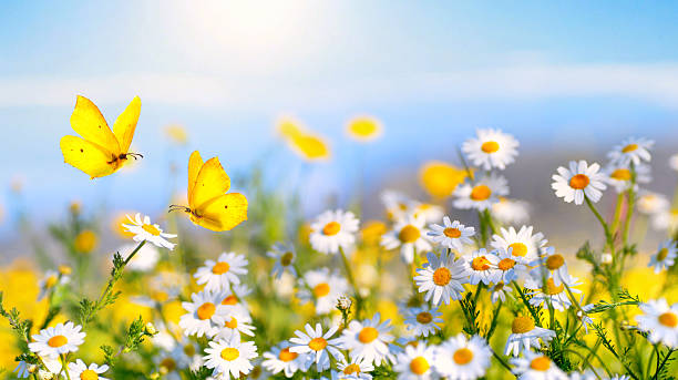 istock Beautiful, bright, wide-format image of a spring meadow. 2208344766