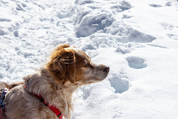 Portrait of adorable dog playing in the snow