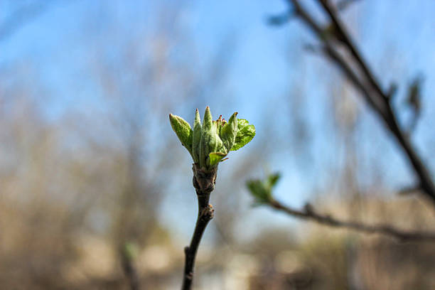 istock Small green buds on the branches of apple tree 2208348857