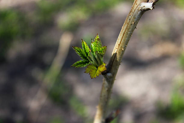 Small green buds on the branches of raspberry plants. Young green leaves coming out from thick green buds.