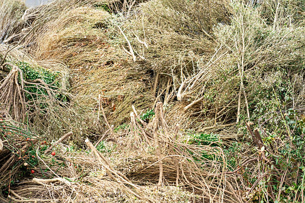 istock View of a stack of dry cut branches of trees and bushes in spring 2208352449