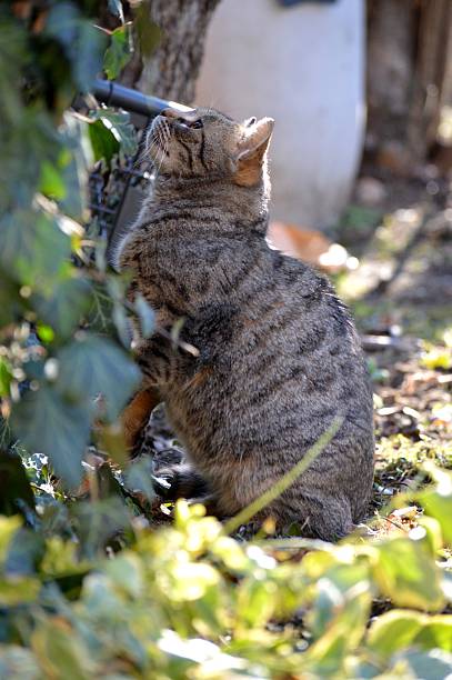 istock a gray cat looks at a bird 2208353010