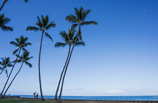 Hawaii  United States June27, 2024:This photograph captures a serene beach scene in Honolulu, featuring swaying palm trees against a backdrop of a clear blue sky and calm ocean. The image evokes a sense of peace and tropical paradise, inviting viewers to imagine themselves relaxing on the beautiful Hawaiian shore.