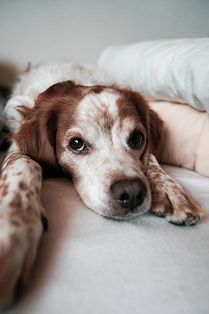 This image captures the bond between pets and their home environment, perfect for themes related to comfort, companionship, and relaxation.