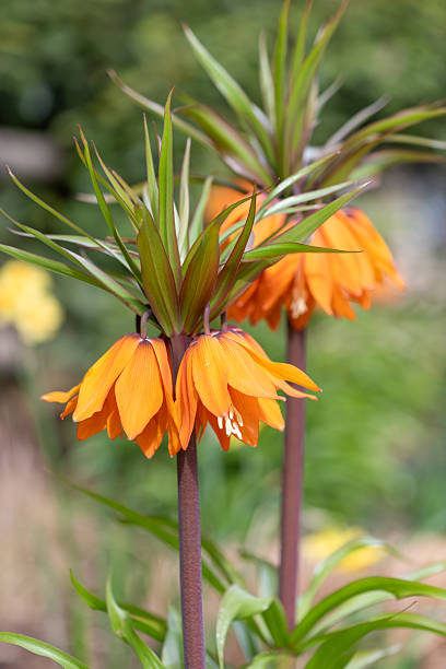 istock Imperial fritillary (fritillaria imperialis) flowers 2208355518