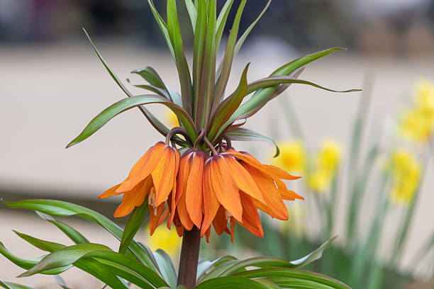 istock Imperial fritillary (fritillaria imperialis) flowers 2208355520
