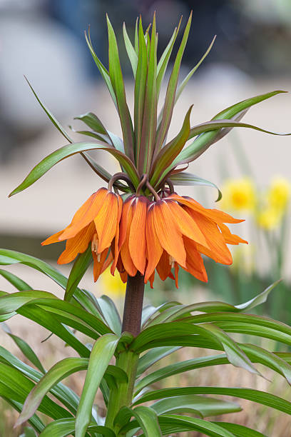 istock Imperial fritillary (fritillaria imperialis) flowers 2208355891