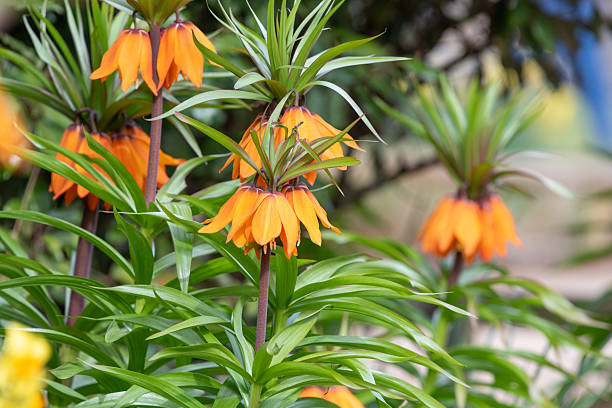 istock Imperial fritillary (fritillaria imperialis) flowers 2208355892