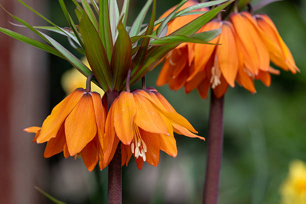 Imperial fritillary (fritillaria imperialis) flowers
