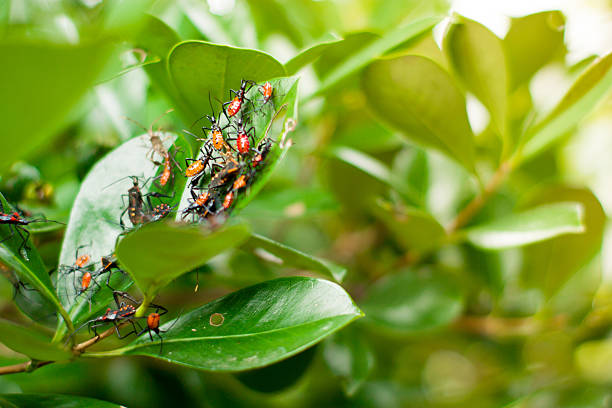 The photograph showcases a group of Phthiacnemia picta, vividly marked true bugs, resting on the lush green leaves of a tree. Their distinctive coloration and patterns create visual interest against the leaf surface. The natural light reveals subtle textures and tones, capturing a quiet moment of insect behavior in a leafy habitat.