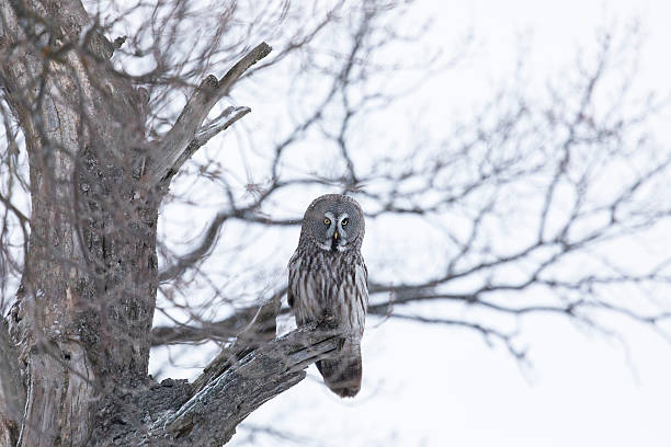 istock Great gray owl sitting on a tree branch 2208356214