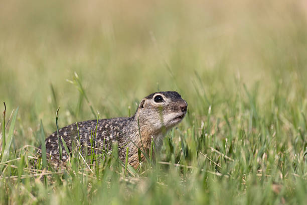 istock Speckled ground squirrel animal standing in the grass eating something 2208356225