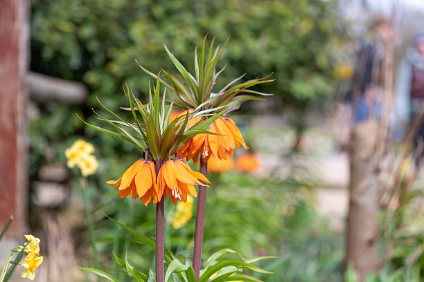 istock Imperial fritillary (fritillaria imperialis) flowers 2208356569