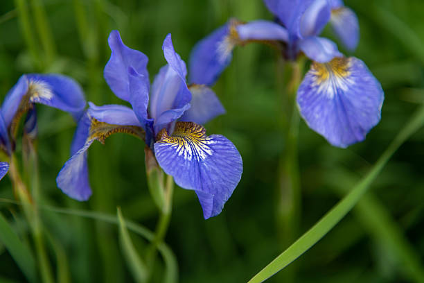 istock Vibrant blue irises blooming in a lush green field during springtime 2208356671
