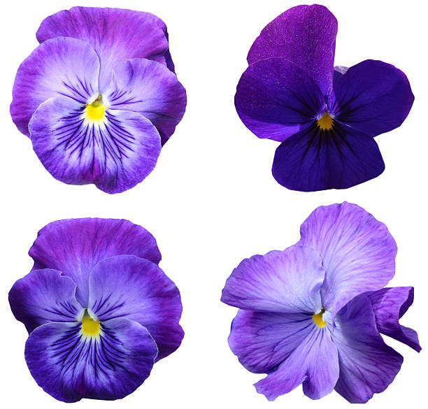 istock pansy flowers isolated white 2208359937