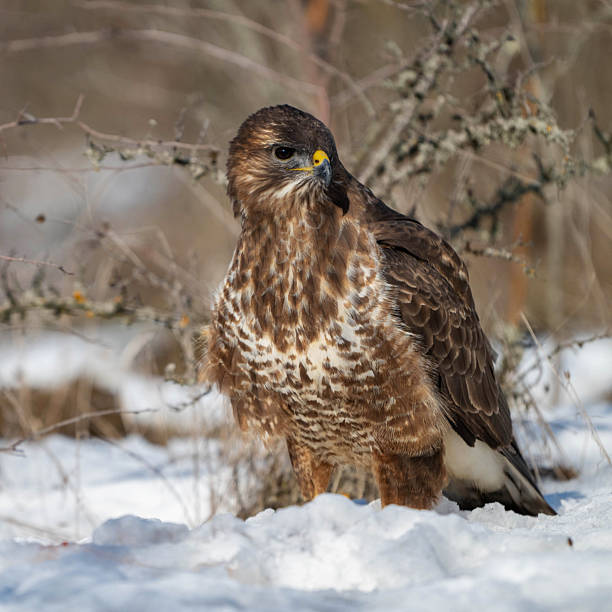 istock Common Buzzard Buteo buteo Standing in the Snow During Winter. Close up 2208367381