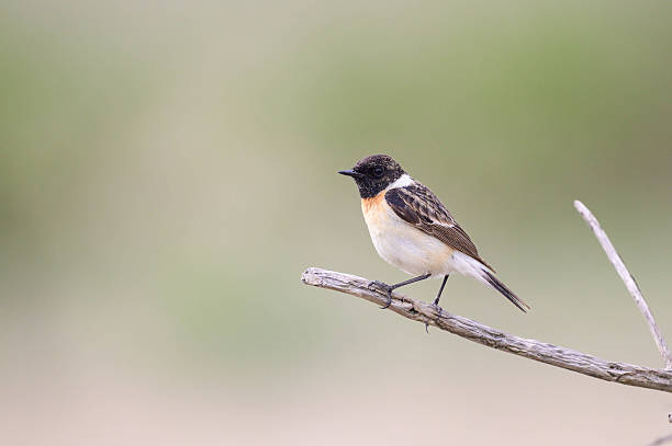 Siberian Stonechat (Saxicola maurus) in the Wild