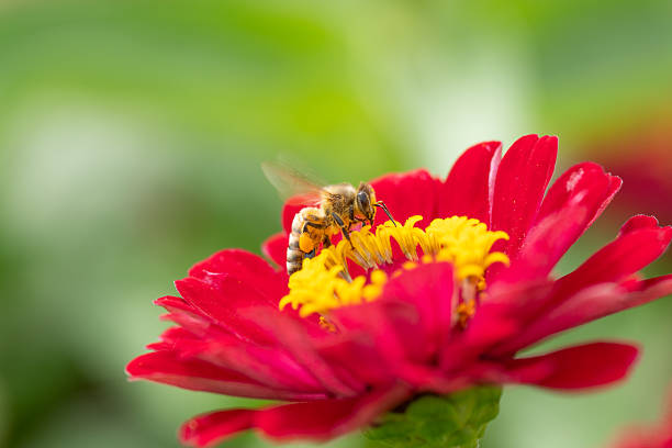 istock Honeybee Collecting Pollen on Red Flower 2208367999