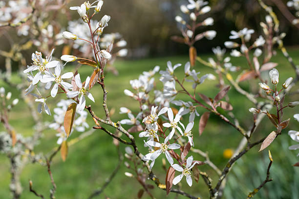 istock Smooth serviceberry (amelancier laevis) flowers 2208369795