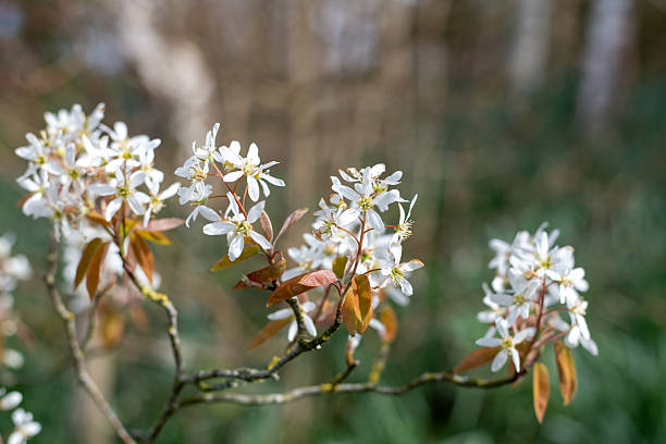 istock Smooth serviceberry (amelancier laevis) flowers 2208369866