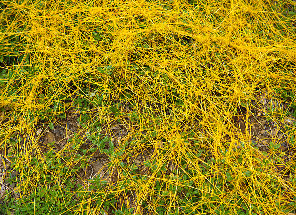 Vibrant Yellow Dodder Twines Over Green Foliage