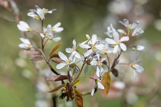 Close up of smooth serviceberry (amelanchier laevis) flowers in bloom